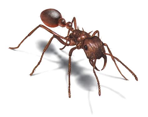 the strongest ant in the world